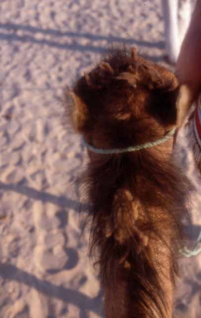 the back of my camel's head