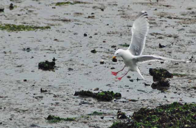 seagull with clam at low tide