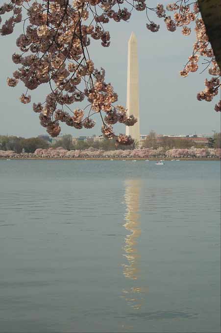 cherry blossoms and the monument