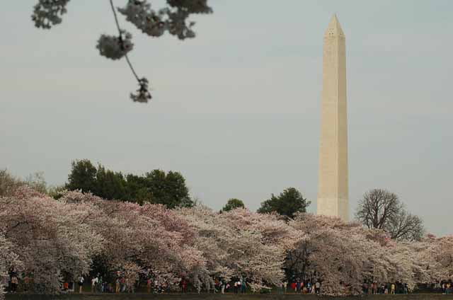 the monument with cherry blossoms