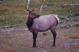 female Elk