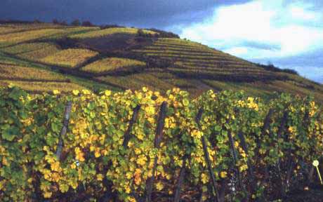 grapevines