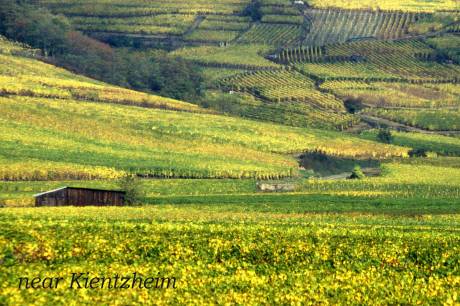 the vineyards