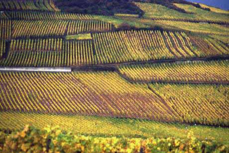 alsace vineyards