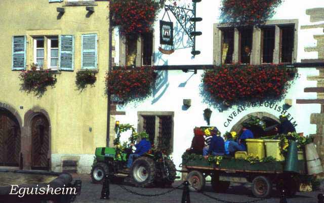 the wagon of picked grapes