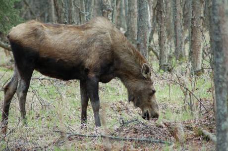moose on the loose