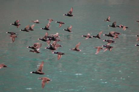 flock of birds fly west