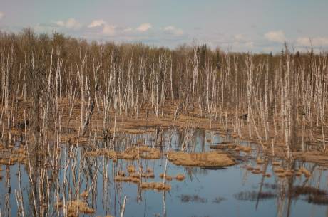 winter marsh