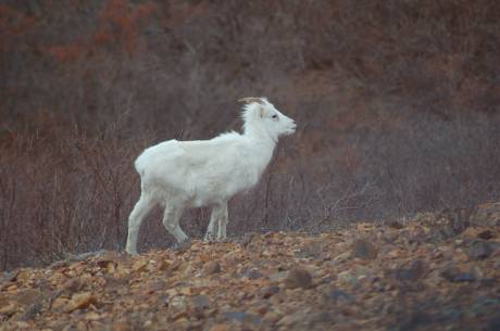 dahl sheep on cliff