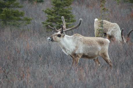 caribou in denali
