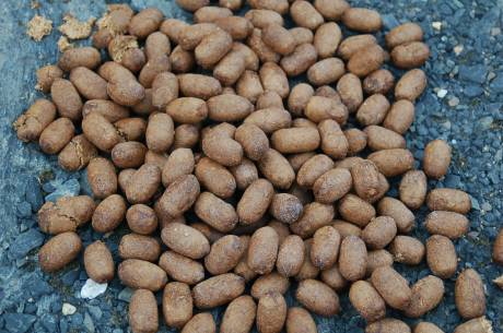 a pile of moose droppings