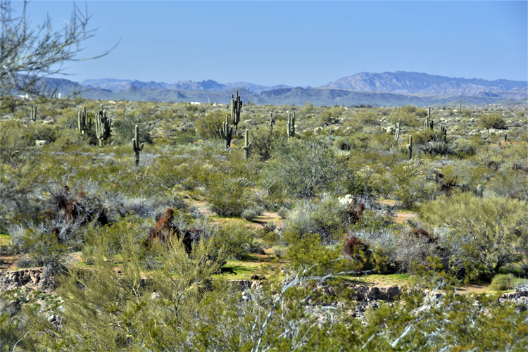 desert scene