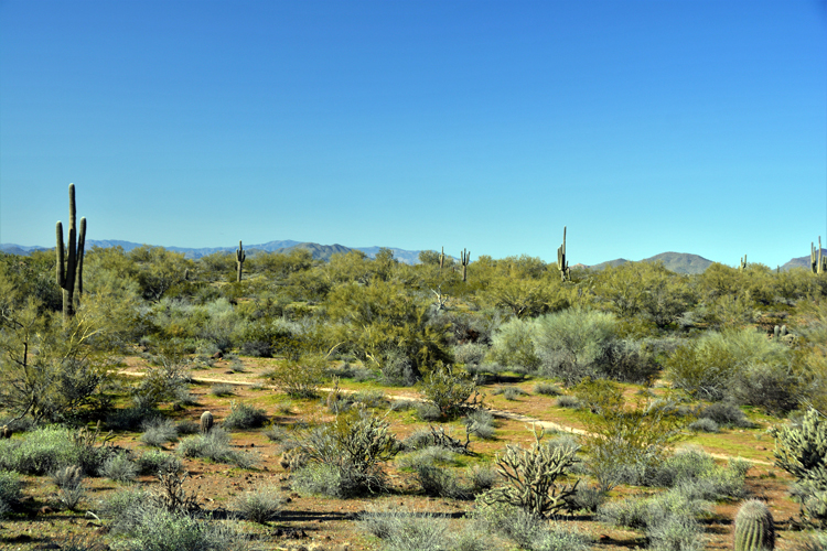 along the trail