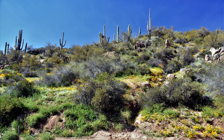 mountain scenic