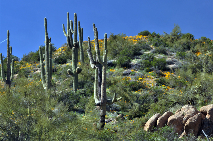 mountain scenic