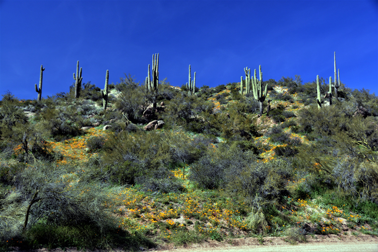 mountain scenic