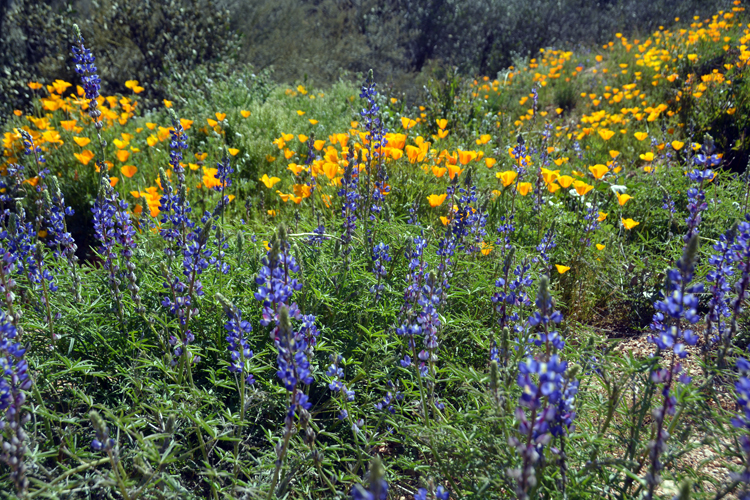 spring scene