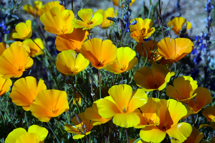 buttercups