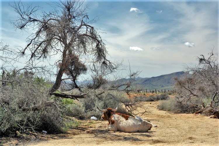cow in shade