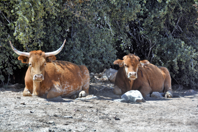 cows