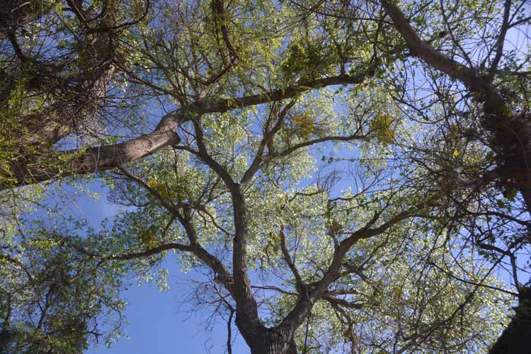 tree tops