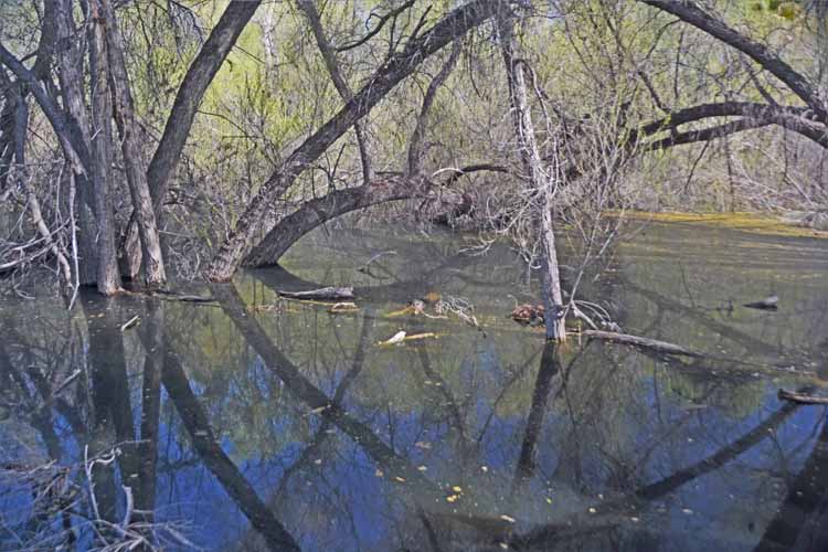 lake scene