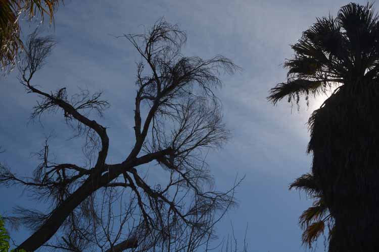 tree scenic