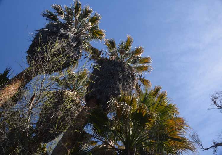palms