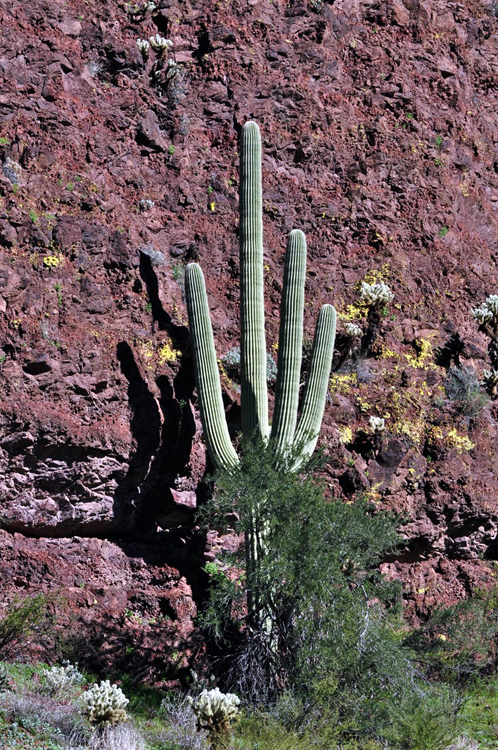 saguaro