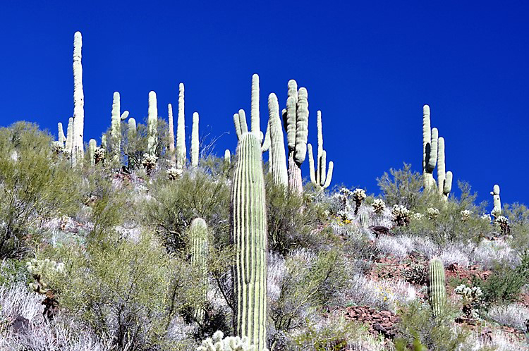 saguaros