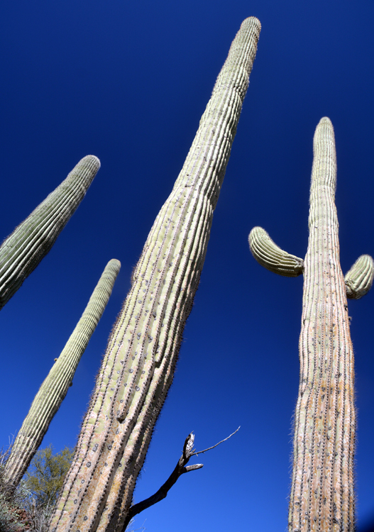 saguaro