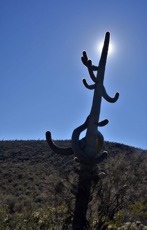 saguaro