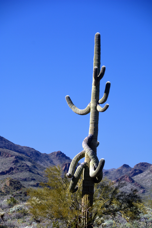 saguaro