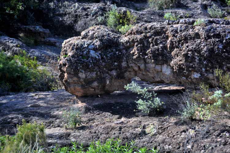 wild burro trail