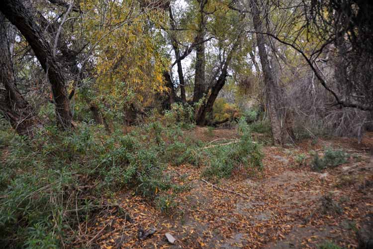 morgan city wash trail