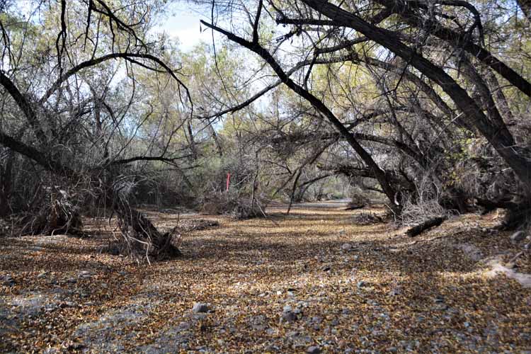 morgan city wash trail