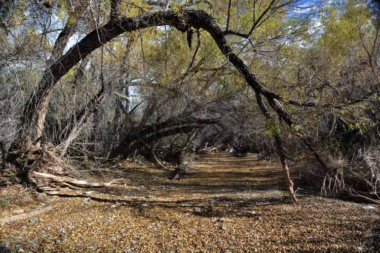morgan city wash trail