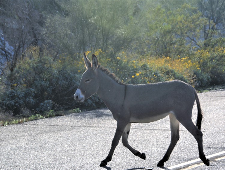 burros in the desert