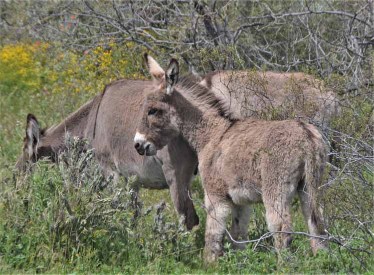 donkeys