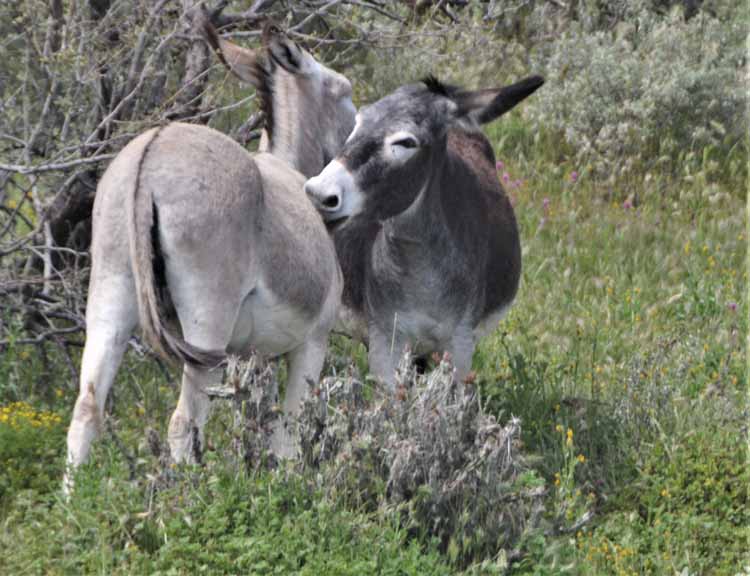 donkeys