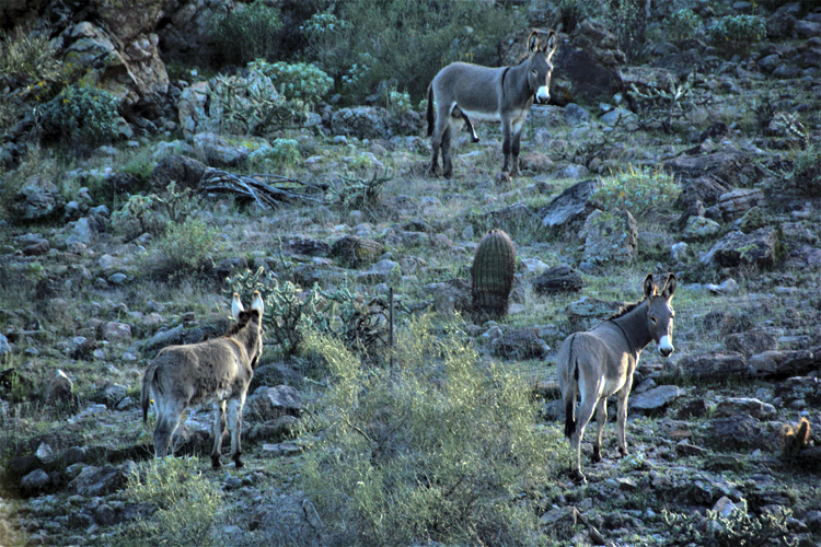 burros in the desert