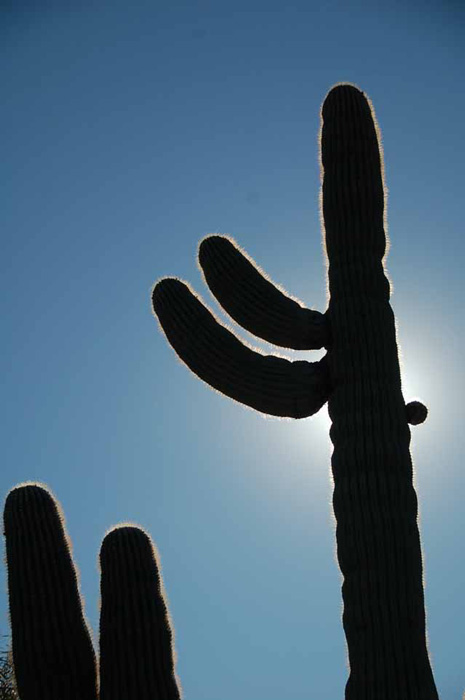 saguaro cactus