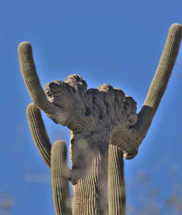 crested saguaro