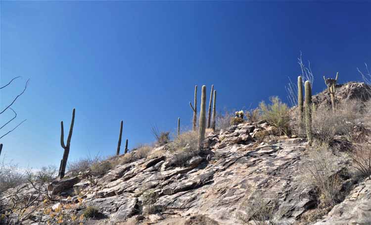saguaro