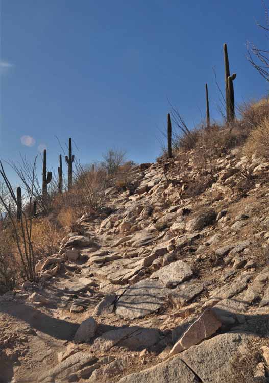 saguaro