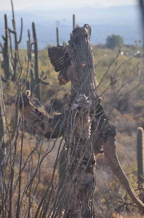 saguaro