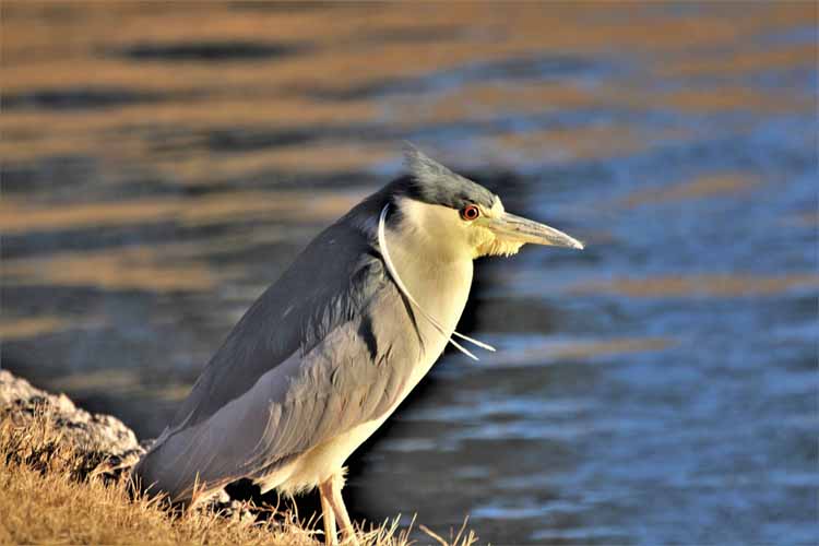 bird