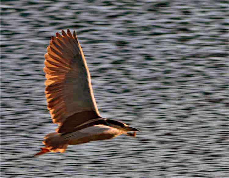 night heron in flight