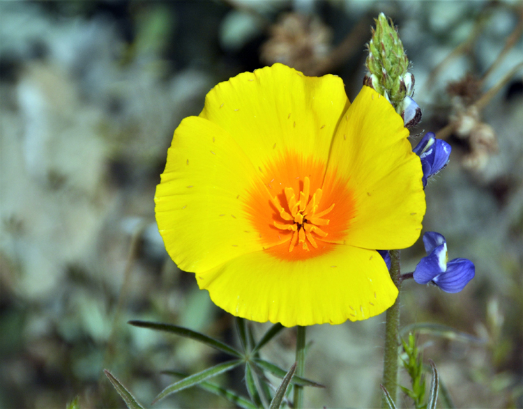 flower closeup