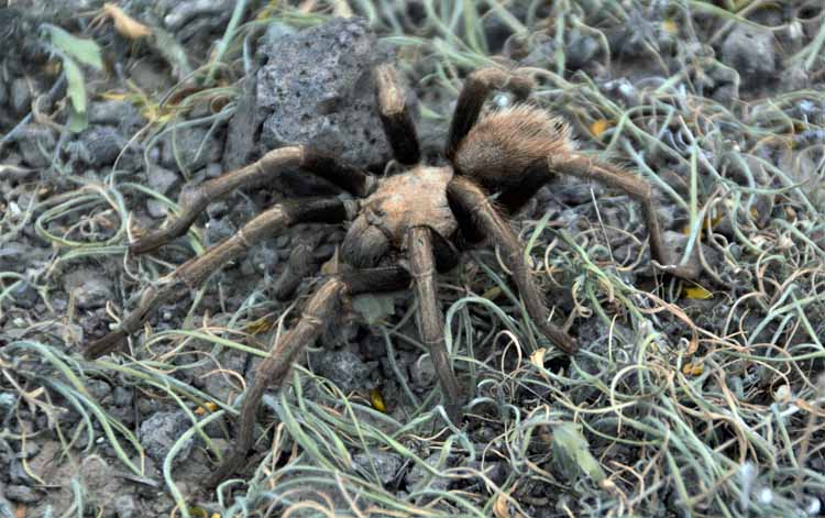 tarantula